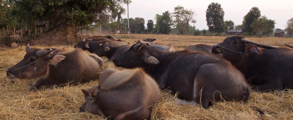 Buffelo resting in hay, Don Det Laos