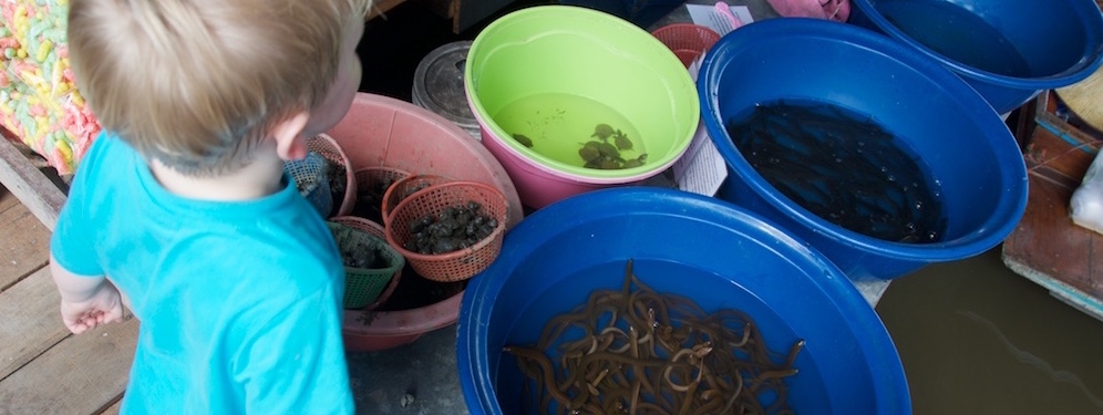 Turtles, fish and eels at Taling Chan Floating market