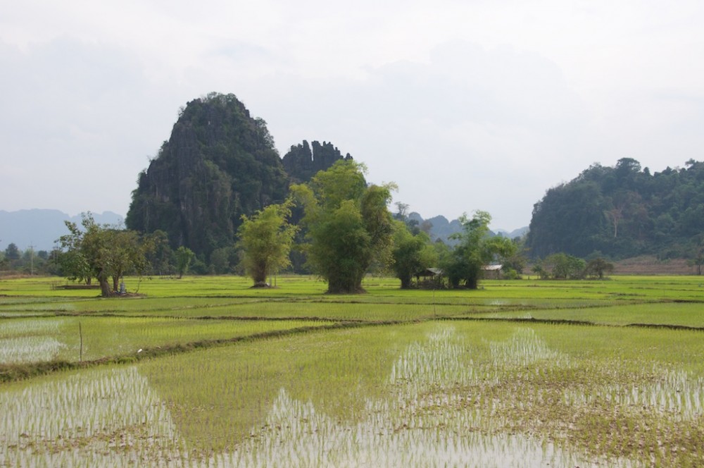 Ricepaddies the Loop