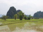 Ricepaddies the Loop