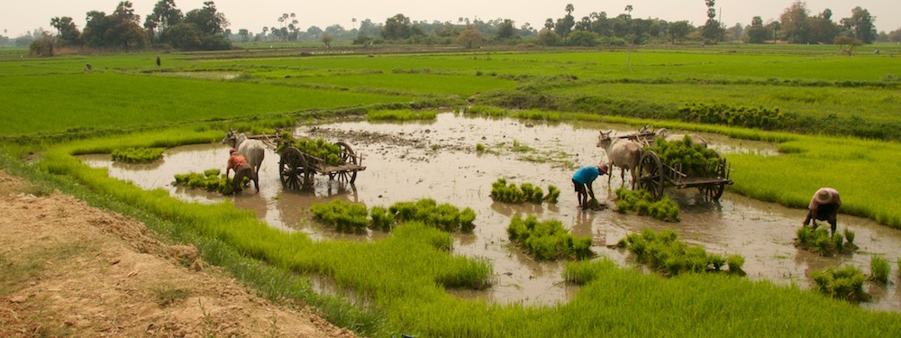 Mannen aan het werk in rijstvelden