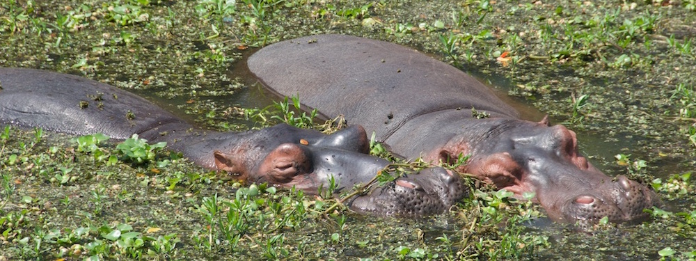 Nijlpaarden bij Nay Phi Taw zoological gardens