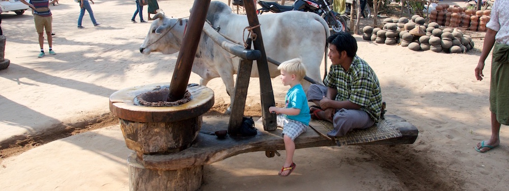Noa makes oil from peanuts with farmer and bull