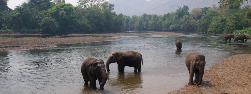 Olifanten baden in de rivier, Elephants World