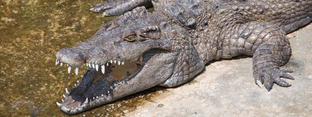 Crocodile at Wildlife rescue centre Puerto Princesca