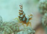 Harlequin shrimp
