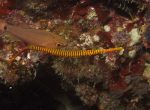 Yellowbanded pipefish