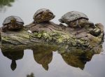 Schildpadden in park Lima