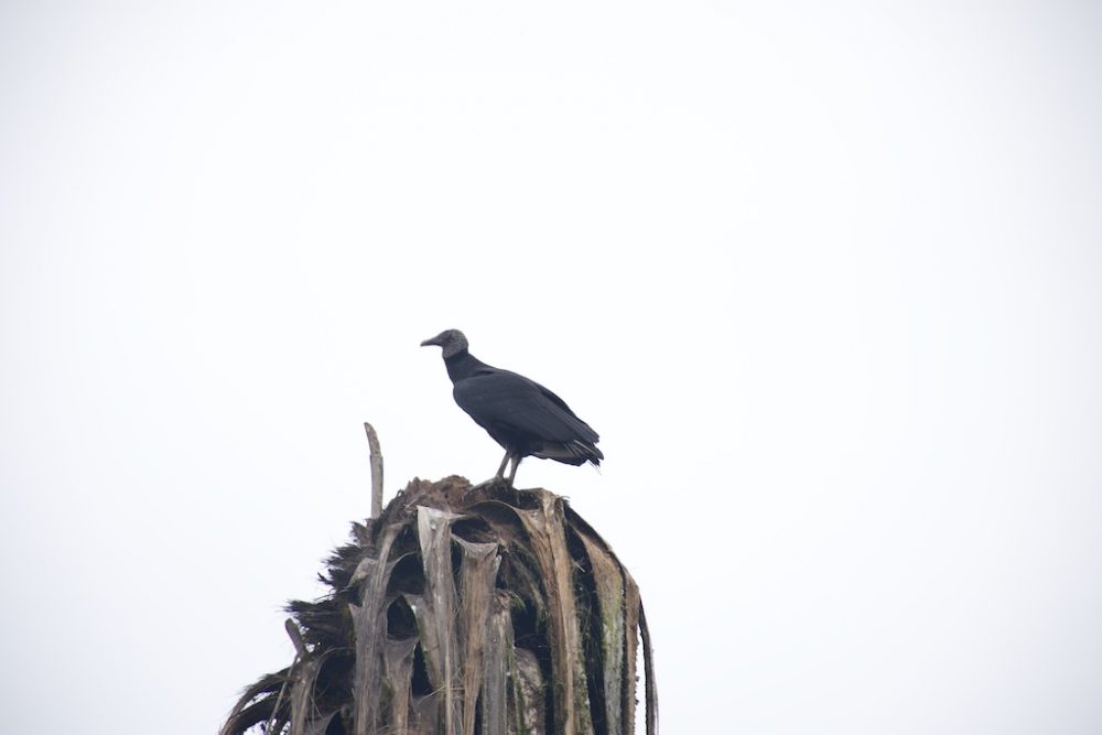 Vogel in natuurpark Pantanos de Villa