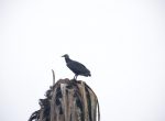 Vogel in natuurpark Pantanos de Villa