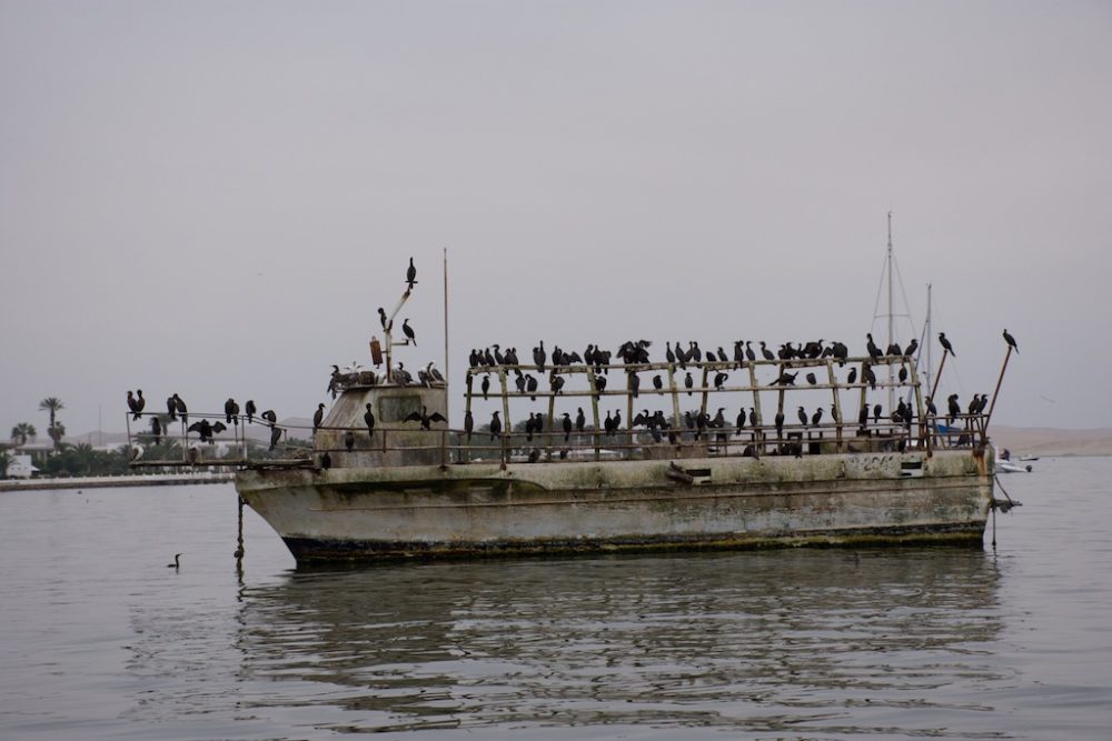 Vogels op een verlaten boot in de haven van Paracas