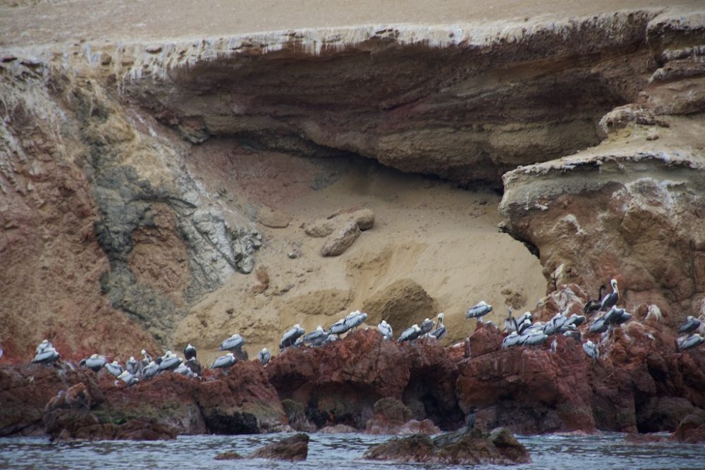 Pelikanen bij Islas Ballestas