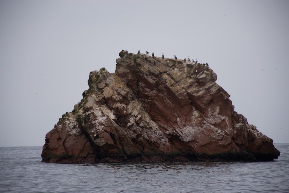 Peruvian boobies bij Islas Ballestas