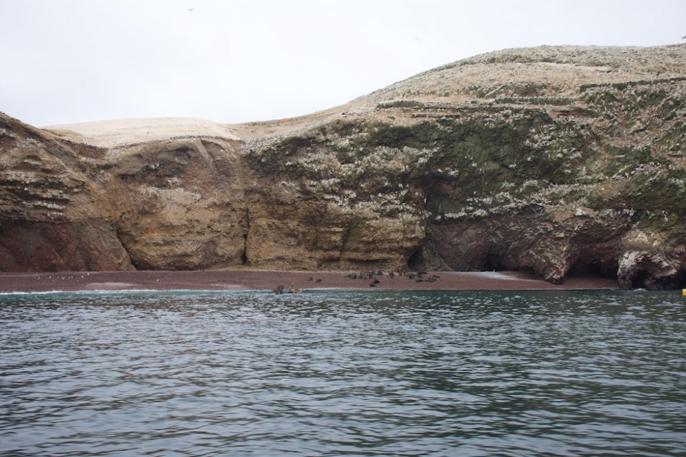 Zeeleeuwen op het strand van Islas Ballestas