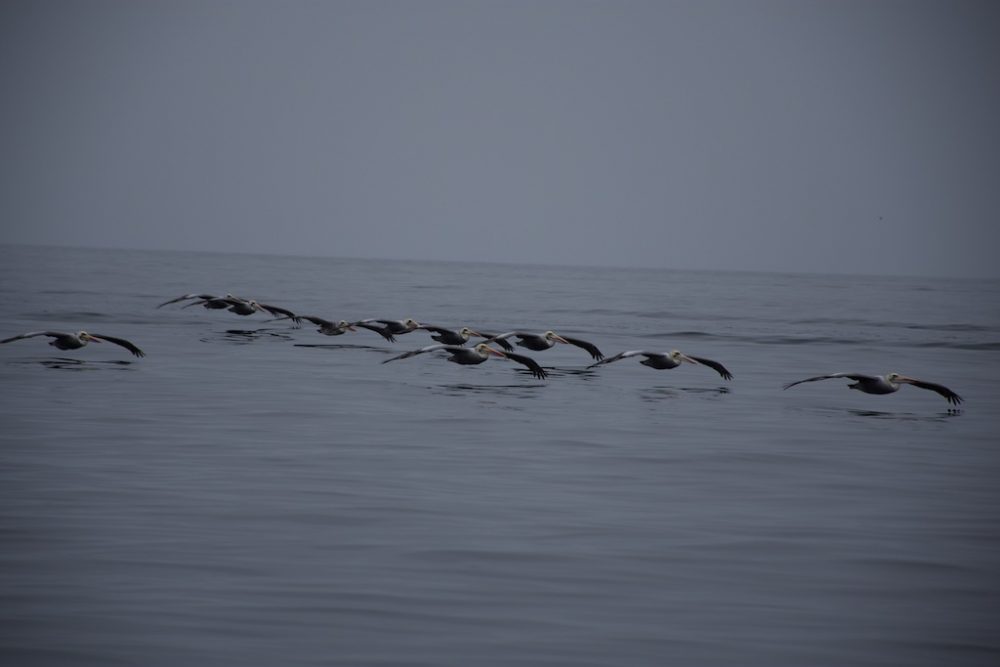 Pelikanen vliegen richting de kust van Paracas