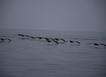 Pelikanen vliegen richting de kust van Paracas