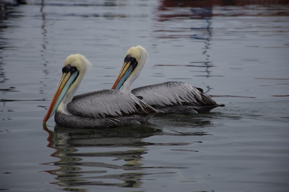 Pelikanen bij het strand van Paracas
