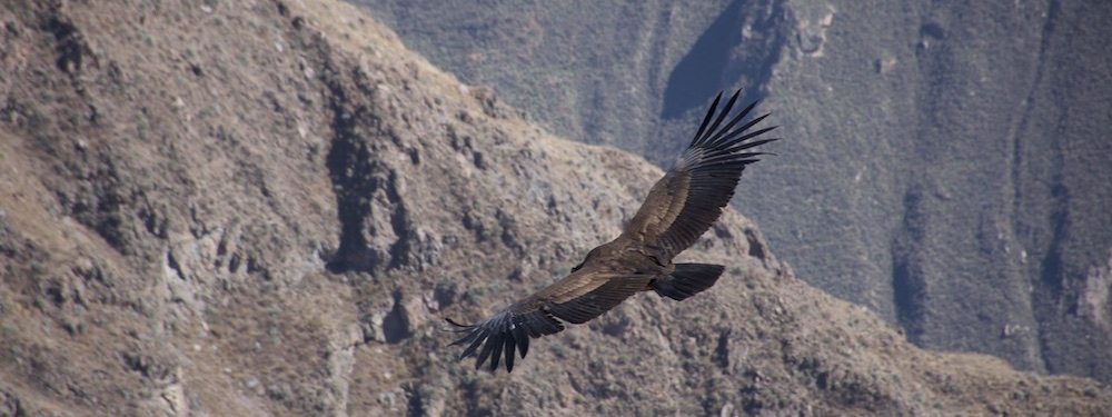 Condor vliegt door de condor pass, colca vallei