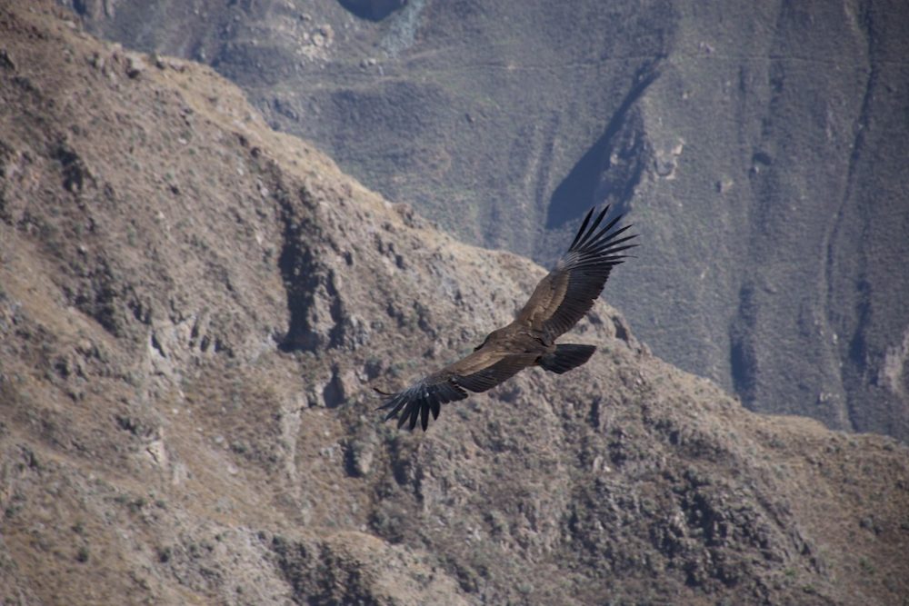 Condor vogel, Colca pass