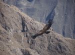 Condor vogel, Colca pass