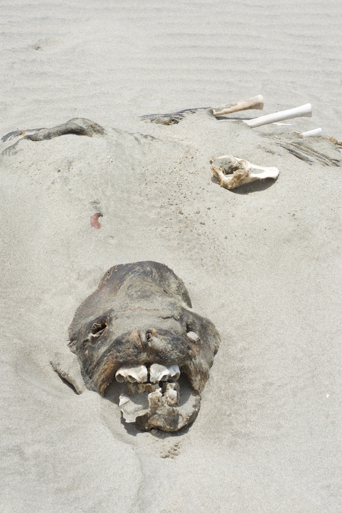 Zeehond op het strand van Los organos