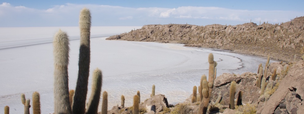 Cactus eiland salar de Uyuni