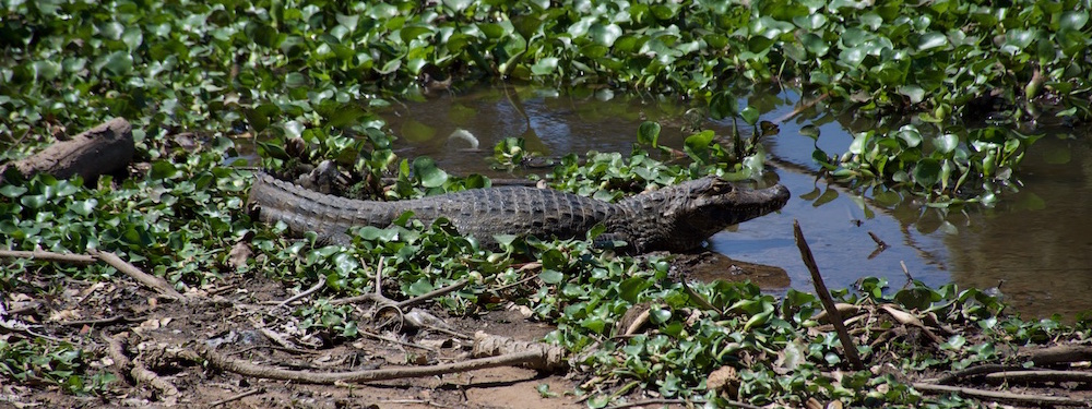 Krokodil in de botanische tuin van Santa Cruz