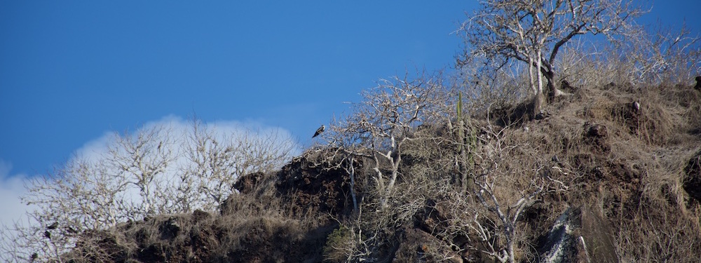 Frigatebird hill, San Cristobal