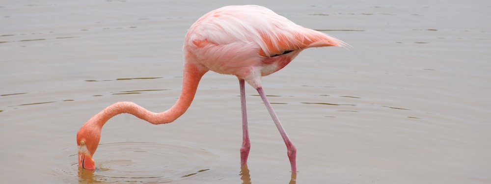 Flamingo, Isabela