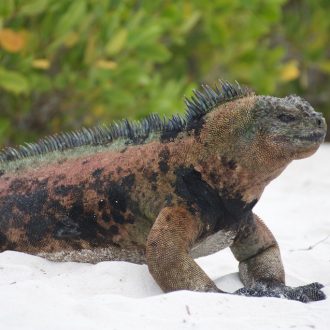 Mannetjes marine iguana, Tortuga Bay