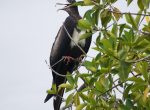 Frigratebird in de mangroves van Tortuga Bay