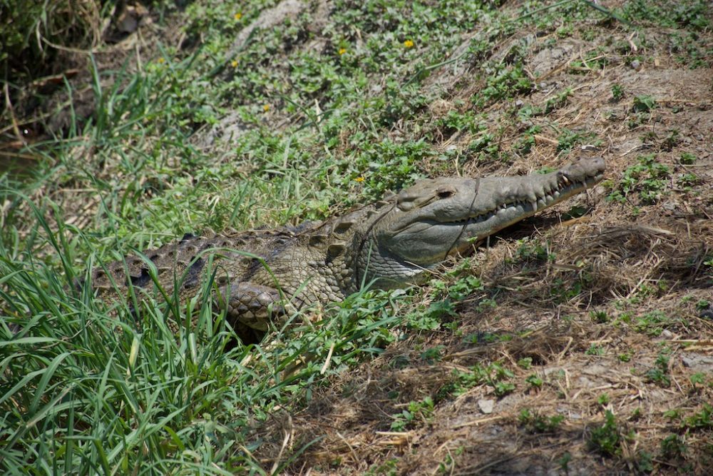 Krokodil Santay island, Guayaquil
