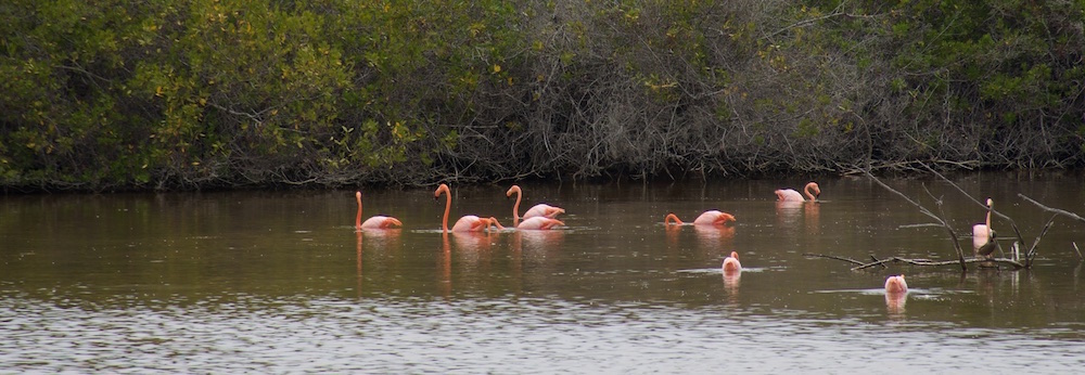 Flamingo laguna, Isabela