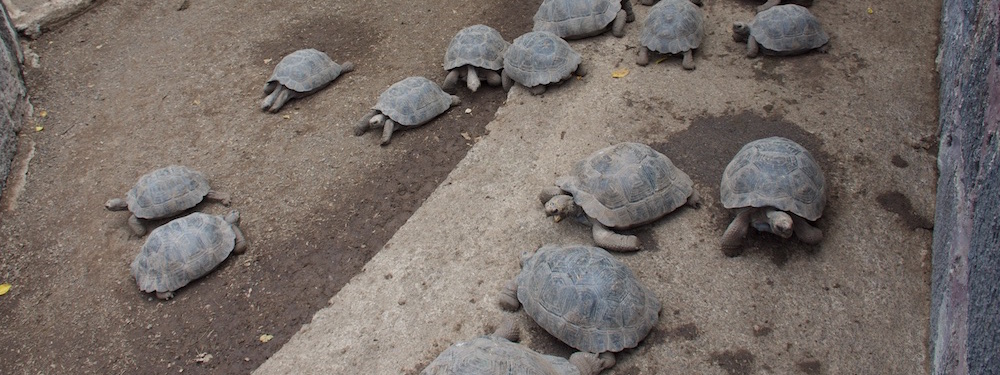 tortoise-breeding-centre