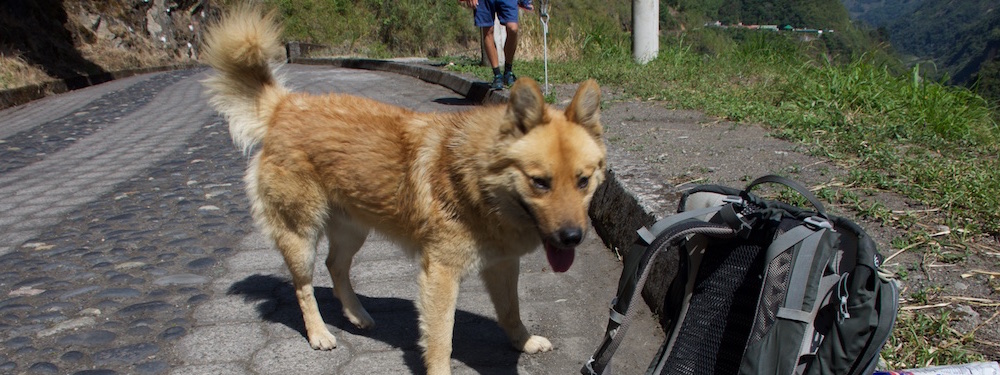 Een van de lieve honden, hij 10 kilometer met ons meegelopen in Baños, Ecuador