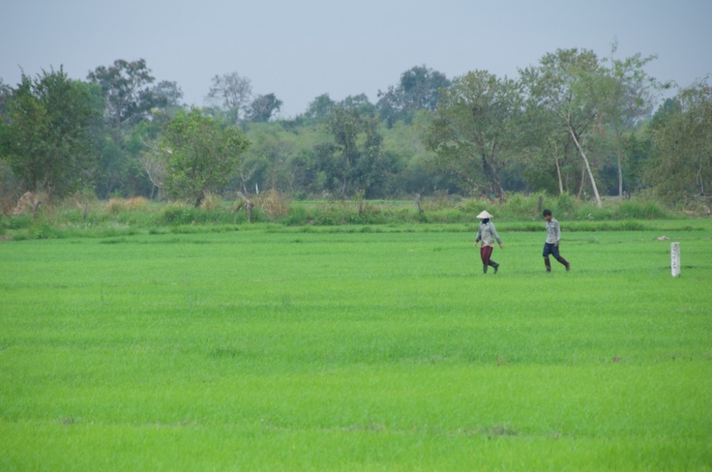 Men walking in ricefield