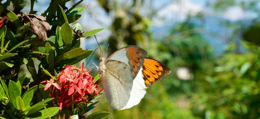 Vlinder in tuin van Maylyn guesthouse, Vang Vieng