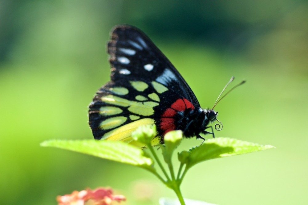 Vlinder in de tuin van Maylyn guesthouse, Vang Vieng