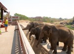 Olifanten bij Nay Pyi Taw zoological gardens