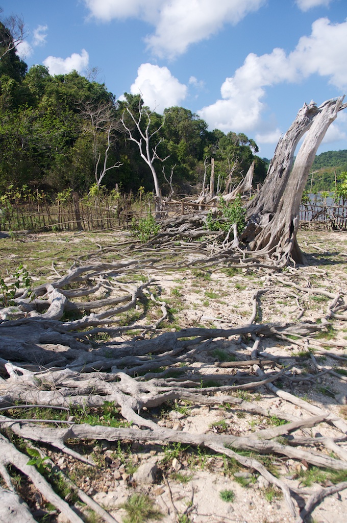 Dode bomen bij zoetwatermeer TayTay, Palawan
