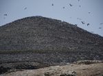 Honderd duizenden peruvian boobies bij Islas Ballestas