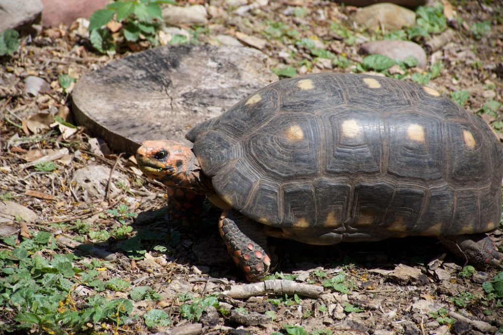 Schildpad in de botanische tuin van Santa Cruz