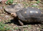Schildpad in de botanische tuin van Santa Cruz