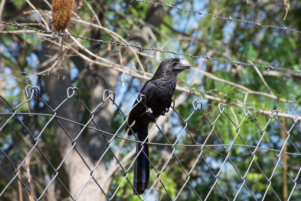 Zwarte vogel in de botanische tuin van Santa Cruz