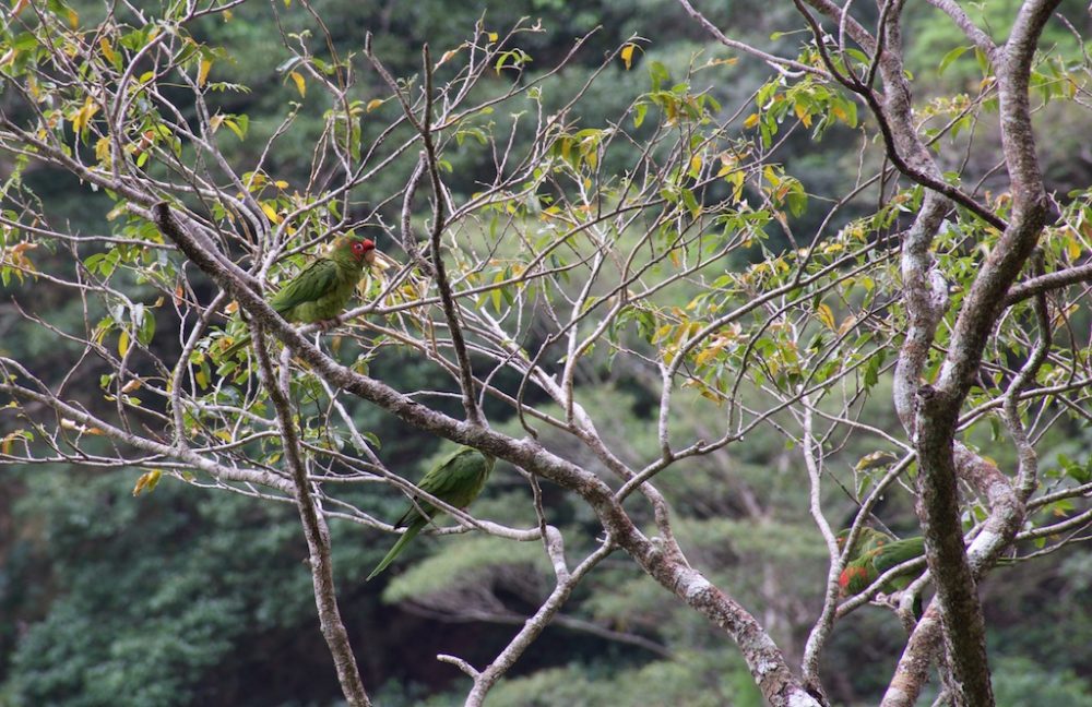 Papegaaien in Amboro Nationaal Park