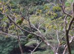 Papegaaien in Amboro Nationaal Park