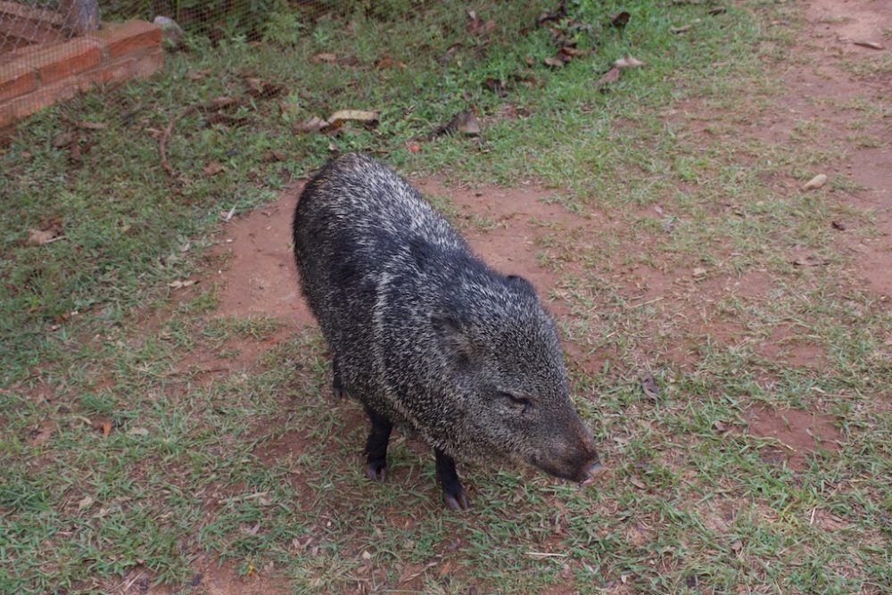 Wilde varken in het opvangcentrum, Samaipata
