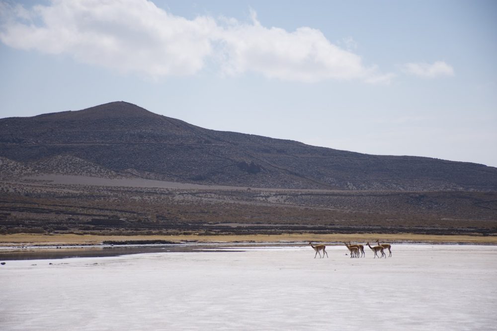 Alpaca's op de zoutvlaktes van Uyuni