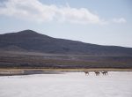 Alpaca's op de zoutvlaktes van Uyuni