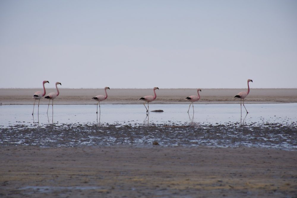 Flamingo's op de zoutvlaktes van Uyuni